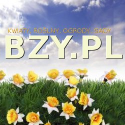 kwiaty, ro�liny, bez, bzy, winnice, wino, snowboard, odzie�, ubrania , dla my�liwych, outdoor , narty, kasina http://www.cacadu.com.plSprzedam Zakopane Warszawa randki sporkania kuppi� darmowe og�oszenia