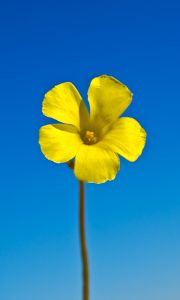 1136651_spring_flower