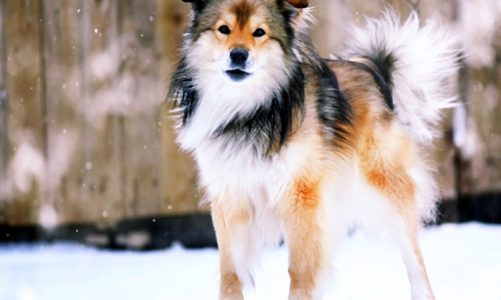 Wyjeżdżasz na ferie? Podpowiemy, co zrobić, aby Twój pies nie rozpaczał z tęsknoty