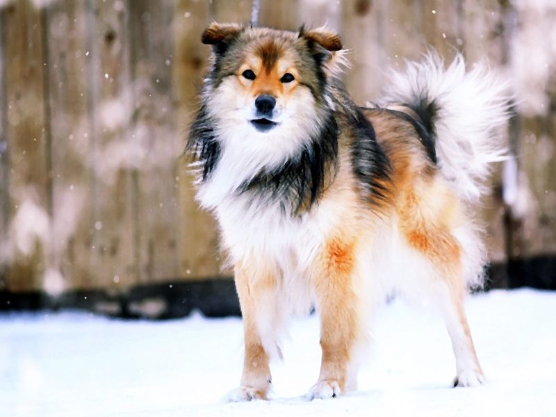 Wyjeżdżasz na ferie? Podpowiemy, co zrobić, aby Twój pies nie rozpaczał z tęsknoty