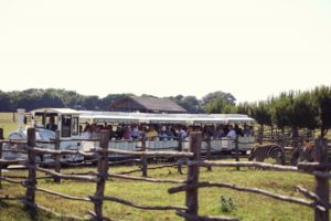 Safari Brijuni by Ivo Bio_ina (640x426)