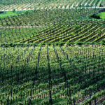 Od najstarszych na świecie winiarni w Kutjevo, po nowoczesne w Ilok