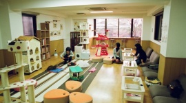 RELAKS PO JAPOŃSKU! LIFESTYLE, Podróże - Czy kawiarnia z sympatycznymi futrzakami to idealny pomysł na biznes? Pewnie!