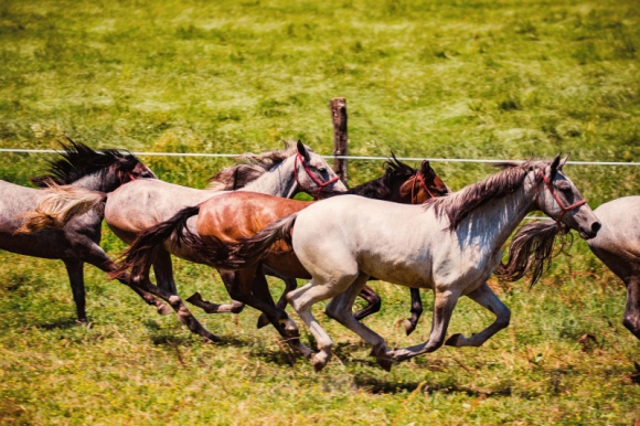 Slawonia - złota brama Chorwacji LIFESTYLE, Podróże - Myśląc o Chorwacji, oczami wyobraźni widzimy malownicze nadmorskie miasteczka, lśniącą błękitem taflę Adriatyku i urokliwe, romantyczne plaże. Jednak ten popularny wśród turystów kraj ma do zaoferowania znacznie więcej. Jedną z takich pereł jest Slawonia.