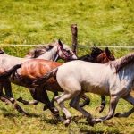 Slawonia – złota brama Chorwacji