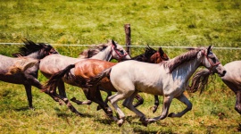 Slawonia – złota brama Chorwacji