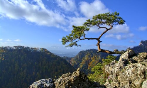 Szumią sosny na gór szczycie…