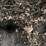 Właz w Mamerkach już odkryty