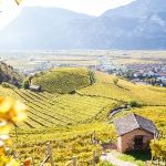 Pokój z widokiem na winnicę