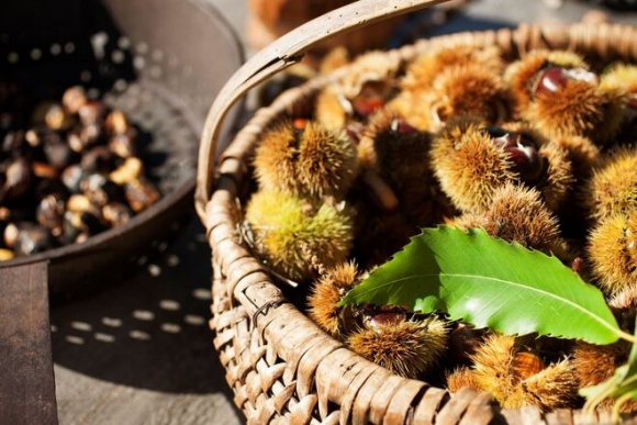 Sezon na młode wino i kasztany w gospodarstwach Roter Hahn